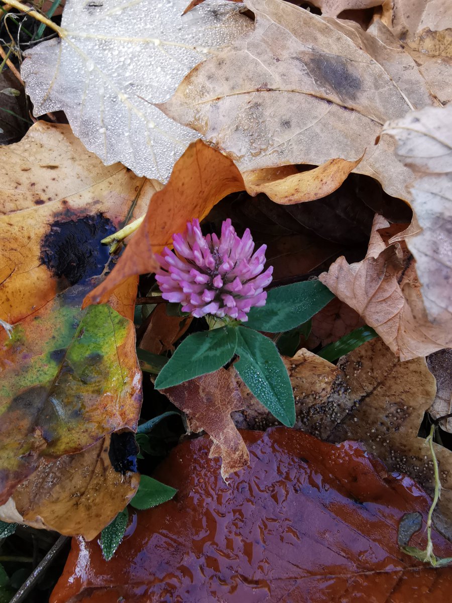 ErikaPolyk's tweet photo. Harmatos jó reggelt és szép napot kívánok! #IDWP #photograpy #media #photographer #ReutersConnect #Autumn #Reutersn #Budapest #Hungary #Normafa #normafa https://t.co/uAvVX6aytn