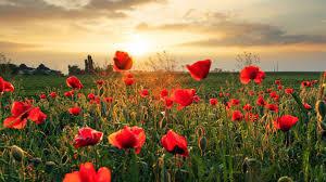 AndyRob06's tweet image. They shall grow not old, as we that are left grow old:
Age shall not weary them, nor the years condemn.
At the going down of the sun and in the morning,
We will remember them.
“For the Fallen, Laurence Binyon”