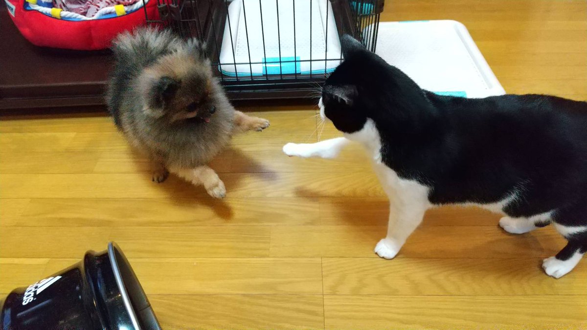 猫ﾊﾟﾝﾁ
