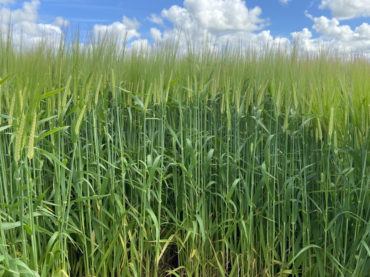 BASF Agricultural Solutions Australia tweet media