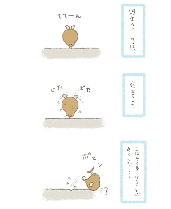 ふしぎなキーウィ🥝 