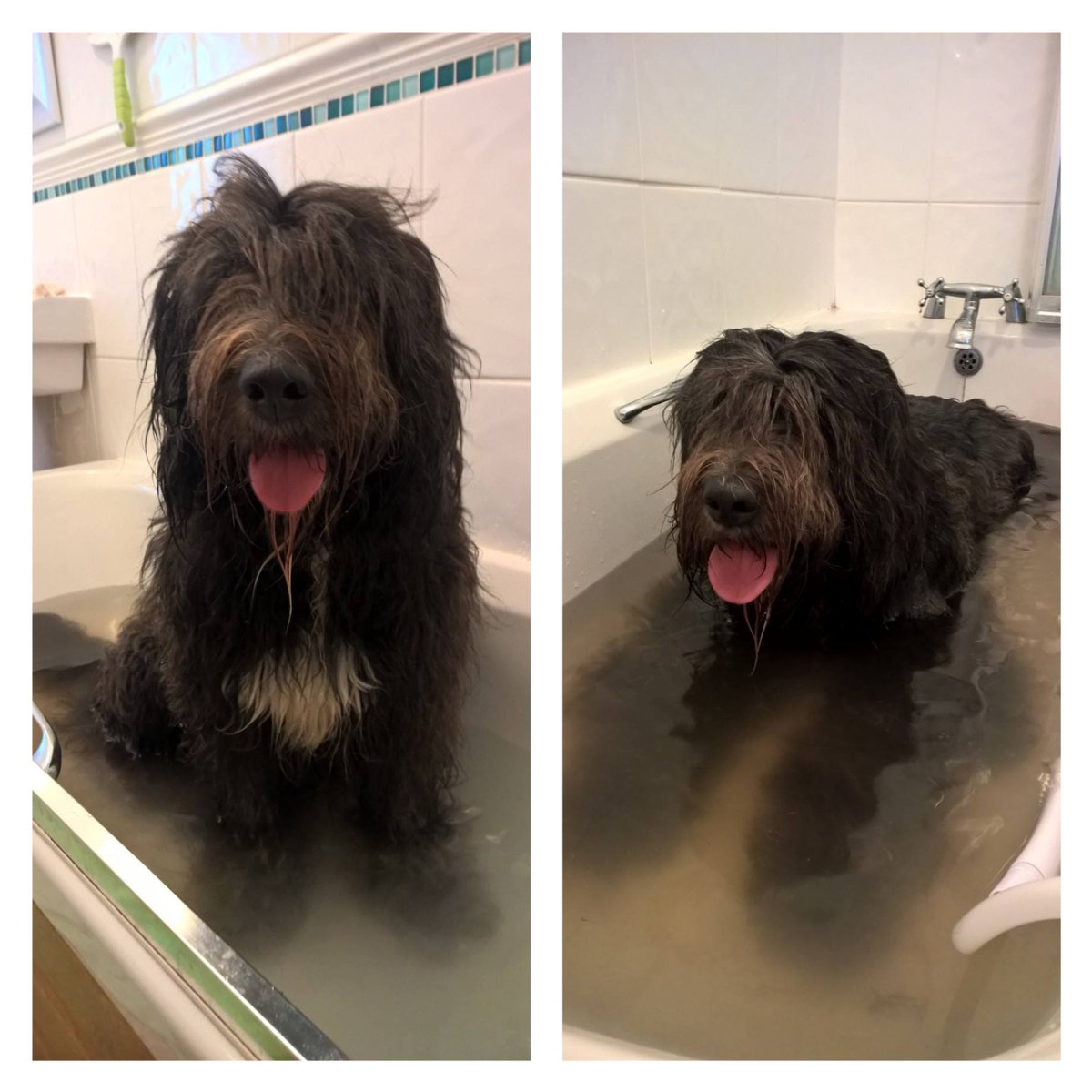 _MollyBear's tweet photo. #ThrowbackThursday - #BathtimeForBears. I love going in the bath, being towelled down, and then having a good brush....💖🐾🛁 https://t.co/0L7bmtVAOn
