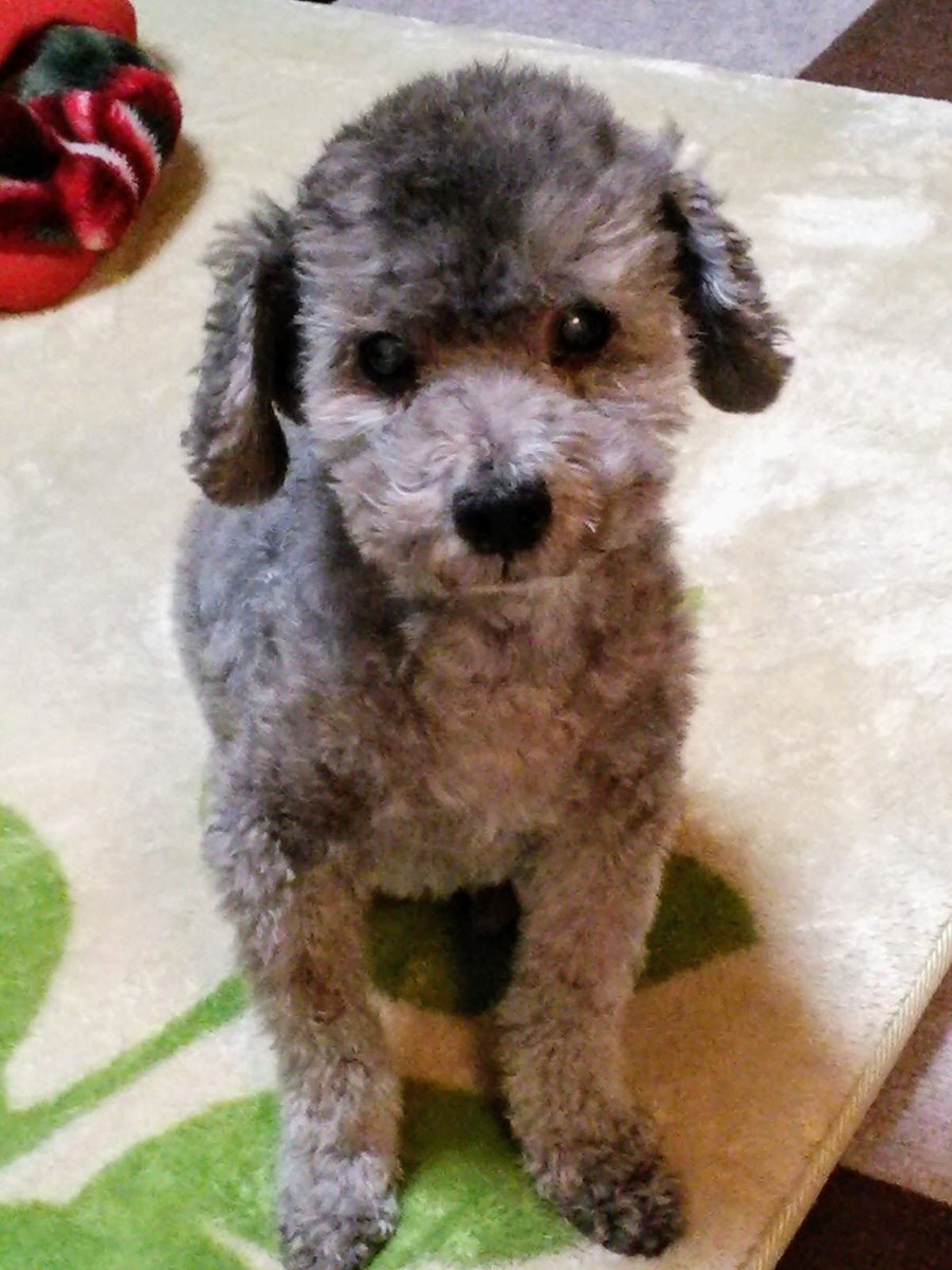 happy_dog_bunta's tweet photo. 11月11日(ワンワンデー)、ぶん太の2回目の命日🍀

もう忘れたい　(一緒が幸せだったから)
まだ忘れられない　(ここにいてくれたらなぁ)
忘れる必要はない　(でも考えるとさみしくなる)

いろいろ葛藤する複雑な想い

だけどせめて今日は思いっきりぶん太を偲びます

#秘密結社老犬倶楽部天国支部 https://t.co/XHKU7leFxC