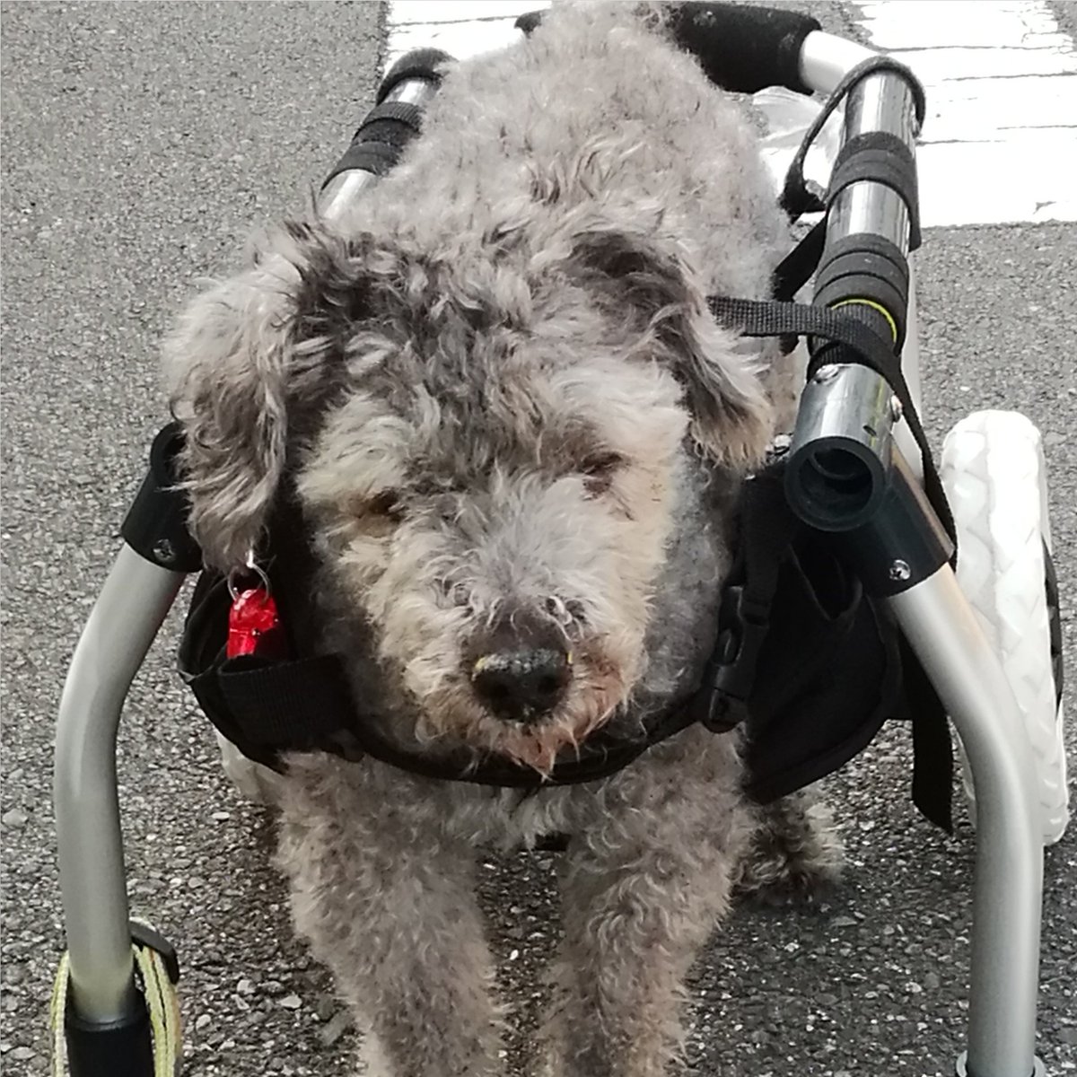 happy_dog_bunta's tweet photo. 11月11日(ワンワンデー)、ぶん太の2回目の命日🍀

もう忘れたい　(一緒が幸せだったから)
まだ忘れられない　(ここにいてくれたらなぁ)
忘れる必要はない　(でも考えるとさみしくなる)

いろいろ葛藤する複雑な想い

だけどせめて今日は思いっきりぶん太を偲びます

#秘密結社老犬倶楽部天国支部 https://t.co/XHKU7leFxC