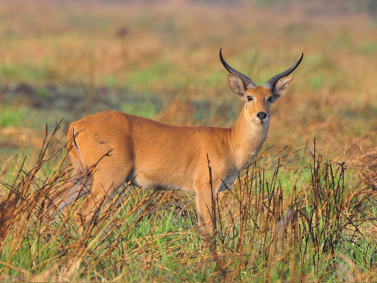 ethiolocate's tweet photo. New article: Gambella National Park

For Detail Information: 
https://t.co/j6OFrIuEJ9

Download The App:
👉 https://t.co/nTdhKXn90V 

@ethiolocate https://t.co/N2wAlMjrvP