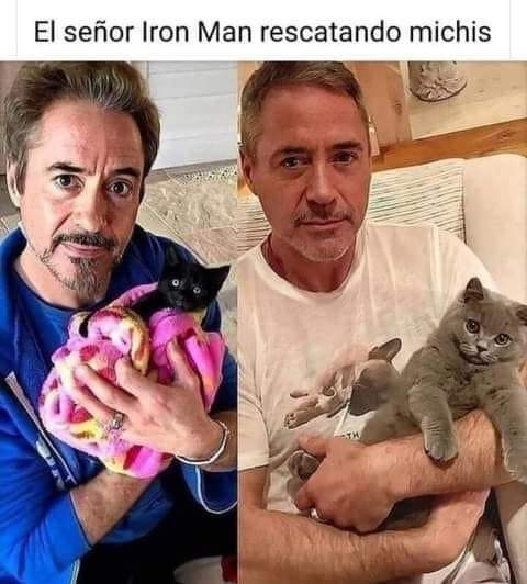 mascotamx's tweet image. Perros, gatos, aves, roedores, reptiles y más, en Adopta una Mascota hay muchos mejores amigos en adopción que desean ser parte de tu familia, visita la página adoptaunamascota.com.mx  y conócelos.

#HoyQuieroEstrenar #AdoptaNoCompres #jatos #cats #gatos #ironman