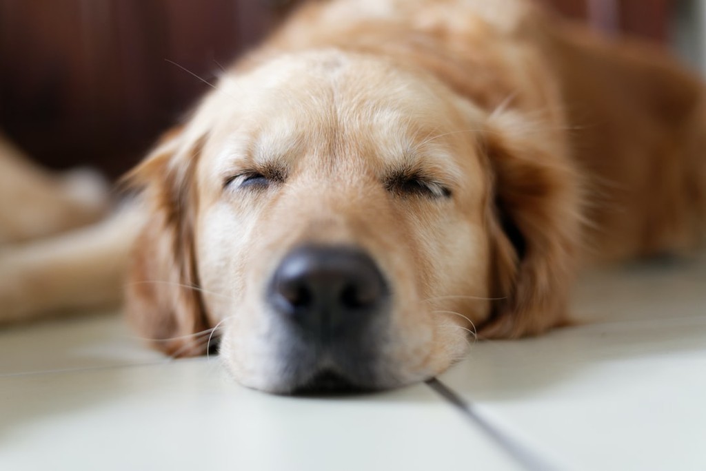 ImproveDogs's tweet photo. According to research conducted a year ago, adult dogs prefer sleeping at least 8 to 14 hours a day.

Read more 👉 https://t.co/j4YCtyFde5

#improvedogs #dogs #dogsleep #AllAboutDogs #dogtraining #SleepingDogsLie #sleepingdogs #SleepingDogsSleep https://t.co/ZfZgGe8IRU