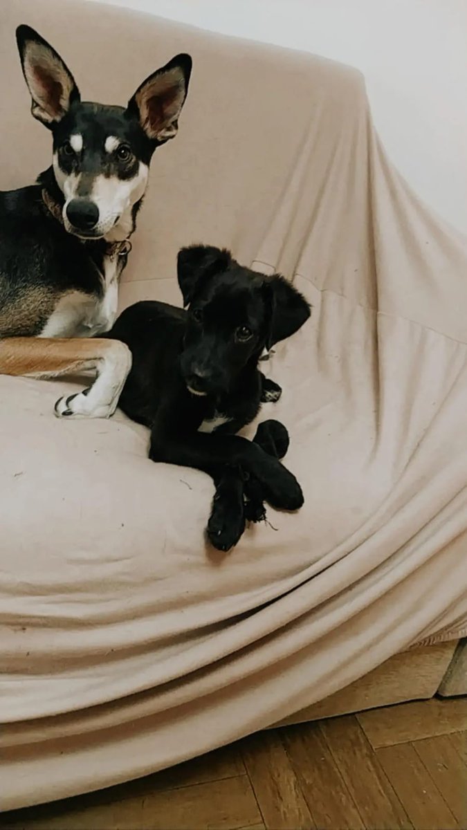 🐶 NERINA EN ADOPCIÓN 🐶
🐾 4-5 meses
🐾 será chica-medianita
🐾 es muy compañera y está adaptada a vivir en dpto
🐾 está vacunada y desparasitada
Si Querés que sea de tu familia escribinos 🥰 3584497367/2336492447
<a href="/VivireNuevaCba/">VivirenNuevaCórdoba®</a> <a href="/yo_nva/">YoVendoNvaCba</a> @en_guemes <a href="/adopcionescba/">Adopciones Córdoba</a>