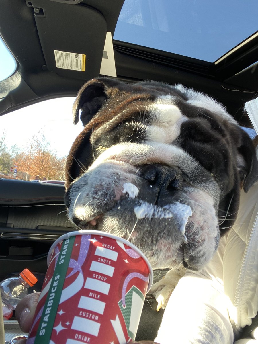 WhosGoodBulldog's tweet photo. Treated myself to some @Starbucks in the form of a pup cup. #herbert #bulldogs https://t.co/TcjdTen8jF