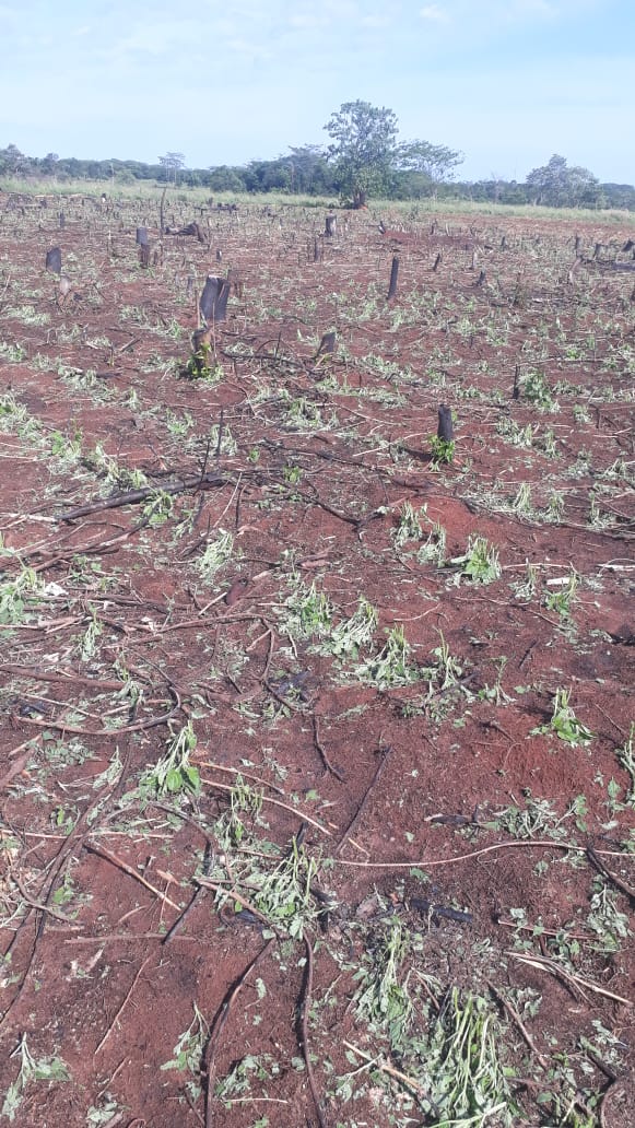 agronortecoop's tweet photo. En la fecha 10 socios productores de la Comunidad  8000 Defensores del Distrito de San Estanislao sufrieron daños muy fuerte en los cultivos  a consecuencia de una tormenta que afecto la zona @magparaguay @SegoviaColman @ChuchiCeleste @BNF_Py https://t.co/yiMLJNN0II