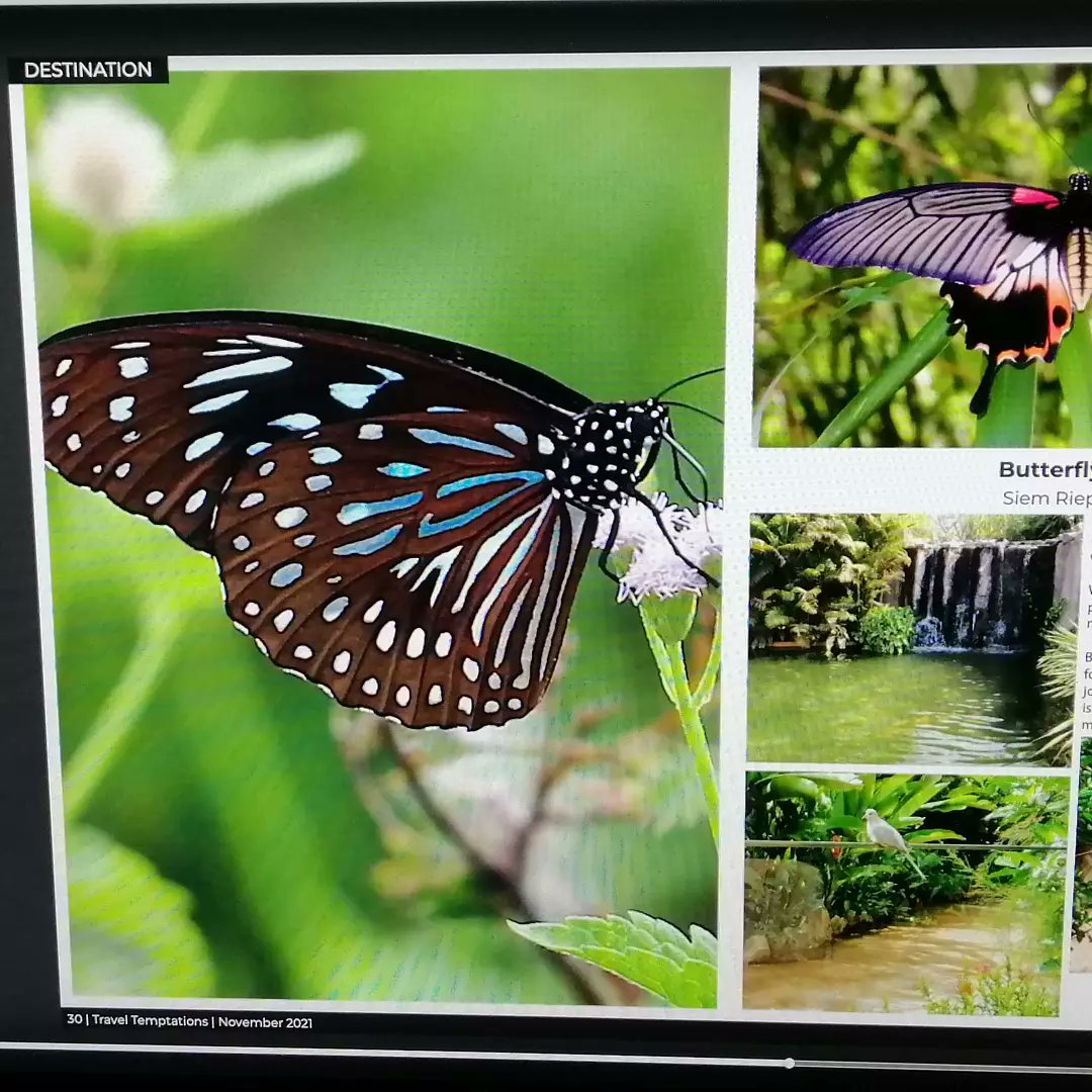 Butterfly Paradise tweet media