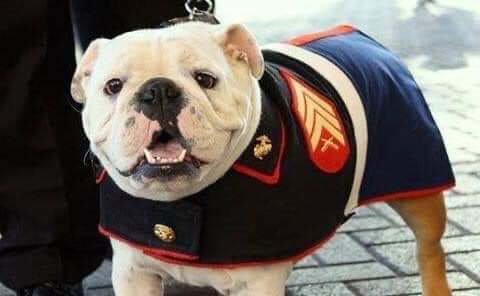 for_pittys's tweet photo. Happy Birthday United States Marine Corps!
Semper Fi!
๐บ๐ธ
#246years https://t.co/SvW3NDgAU6