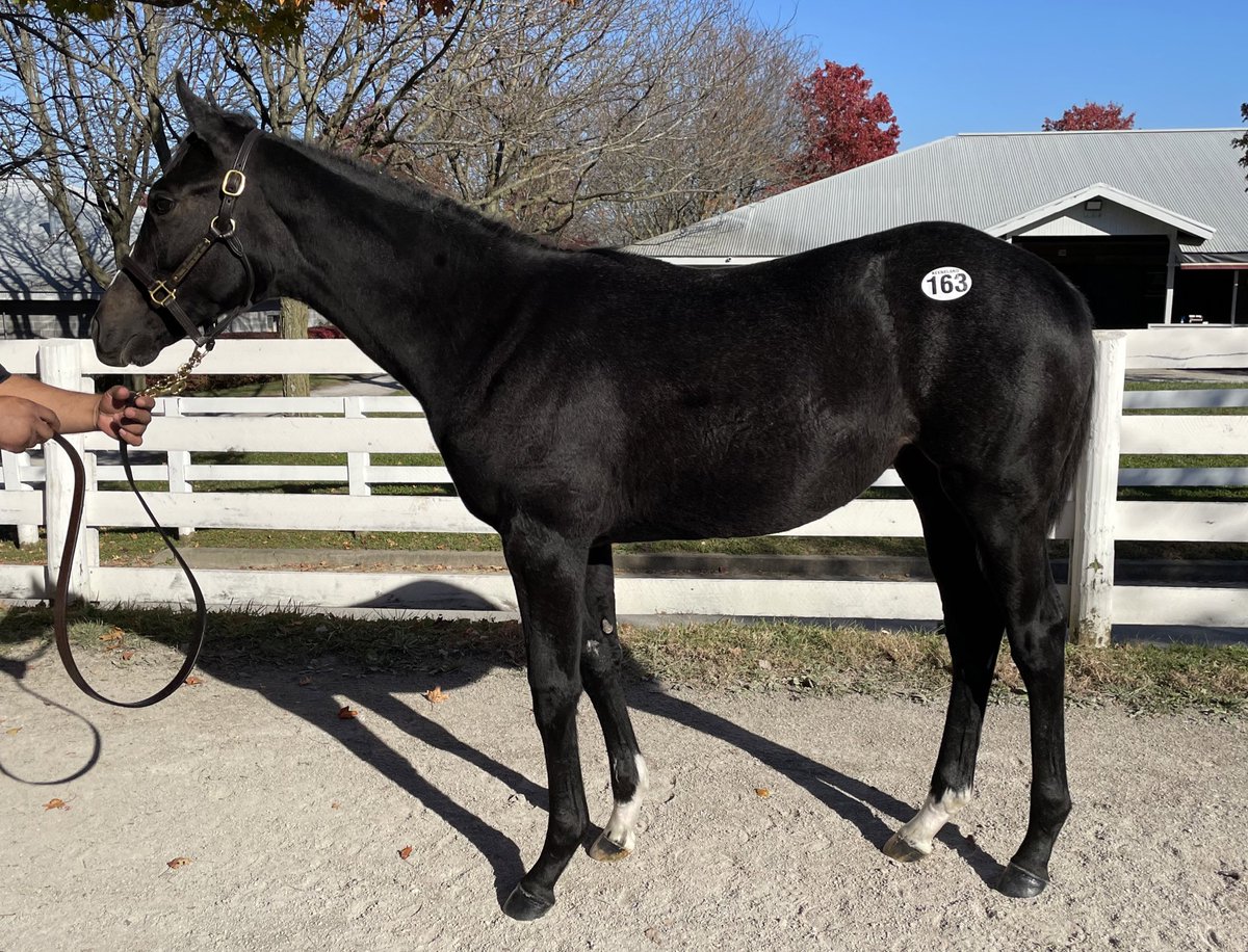 RiderDavey's tweet image. Thrilled to buy this stunning half sister to recent G1 winner Maracuja from @CheckmateRacing, by a stallion I really believe in and have had major success with in Sir Prancealot. #SearchingForValue exciting times @pat_maciariello 🙏🏻🙏🏻🏇💨🙏🏻🙏🏻