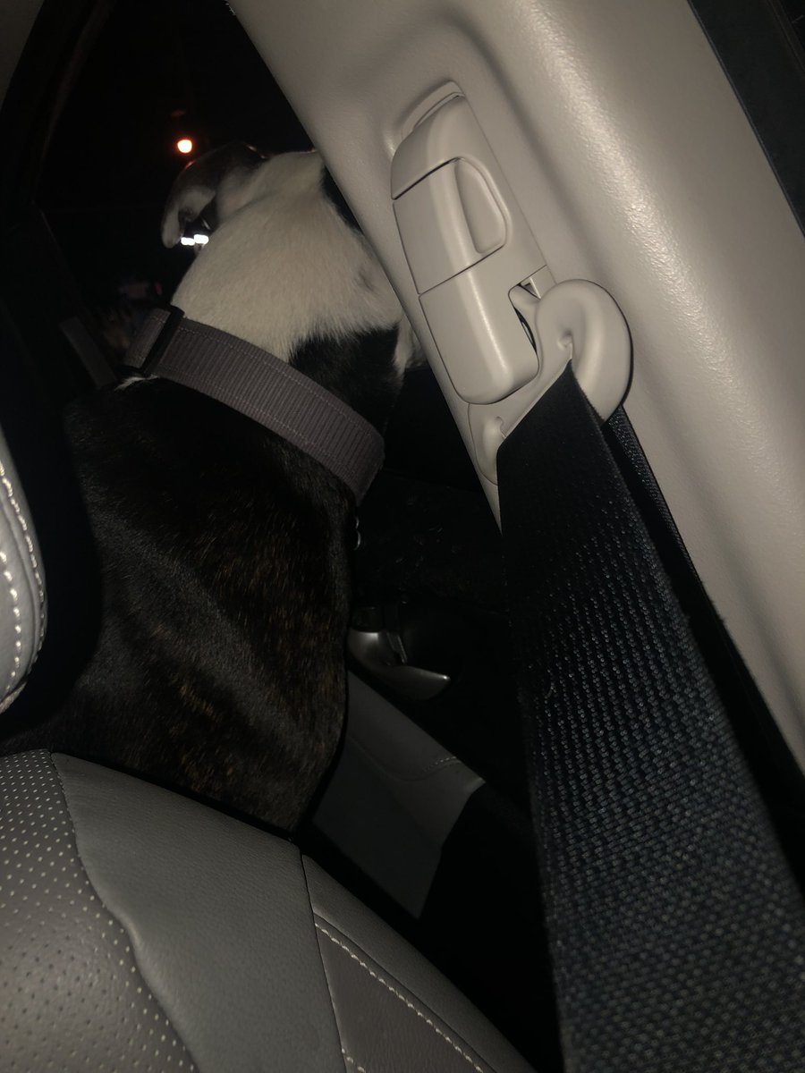 Before you bum a ride and ask me why my rear windows are locked it’s because Boog rolls them down and tries to jump out in the TBell drive thru