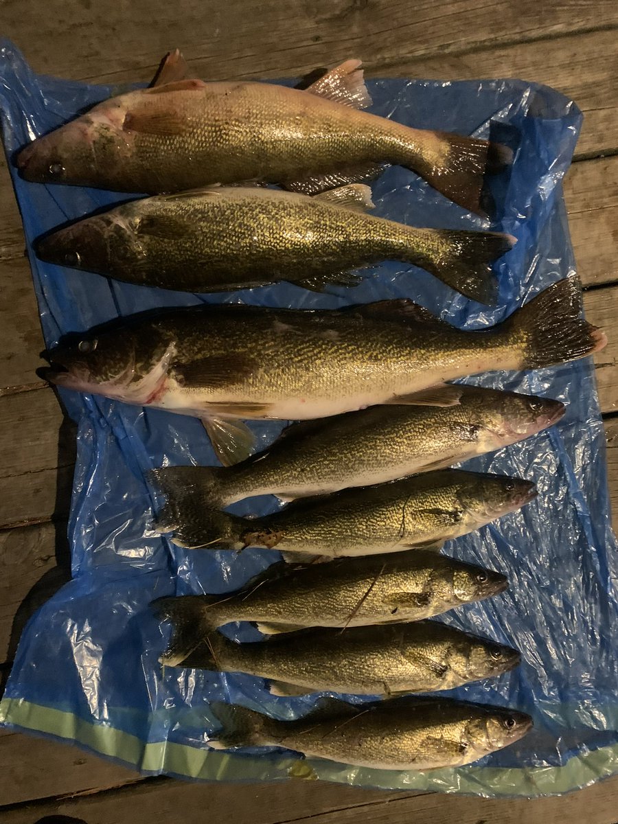 ParrySoundLife's tweet photo. Ooh baby! Lil’ after work fishin? Okay! #score #fishfryThursday #andnow 🎣 #parrysoundlife #GeorgianBay #walleye https://t.co/8nIk2tmlHE