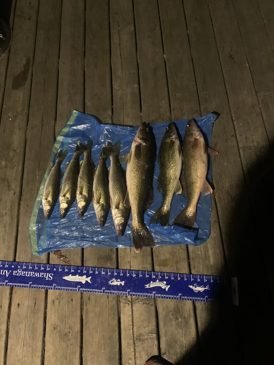 ParrySoundLife's tweet photo. Ooh baby! Lil’ after work fishin? Okay! #score #fishfryThursday #andnow 🎣 #parrysoundlife #GeorgianBay #walleye https://t.co/8nIk2tmlHE