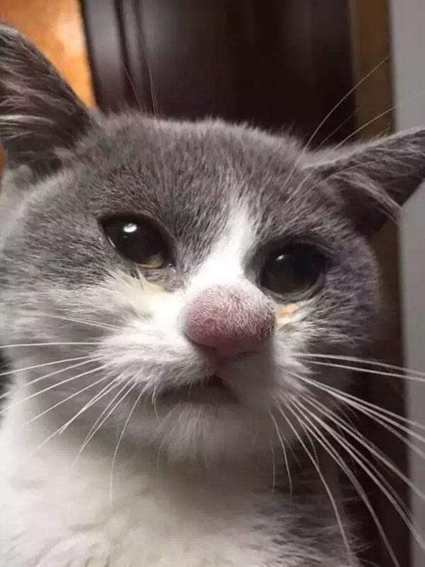 petsfess's tweet photo. 🤡 🤡 🤡 🤣 🤭 Kcg! https://t.co/V40D3OtTqF