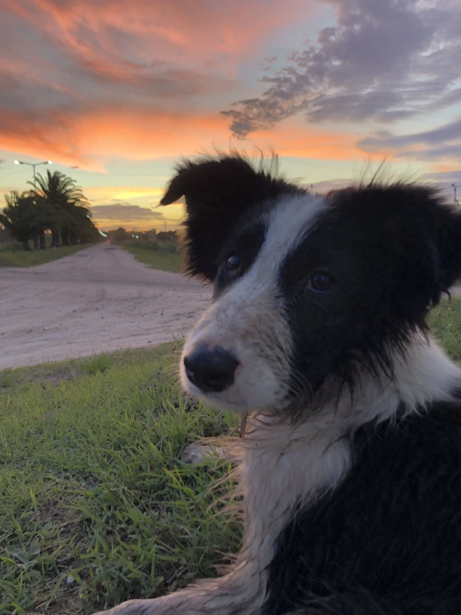 Louubalanza's tweet photo. Con estas fotos post caminata y embarrada vengo a presumir a mi perrhija 💜Lila 💜y el atardecer de fondo 🐶🌅😍 https://t.co/93rAyT6ewm