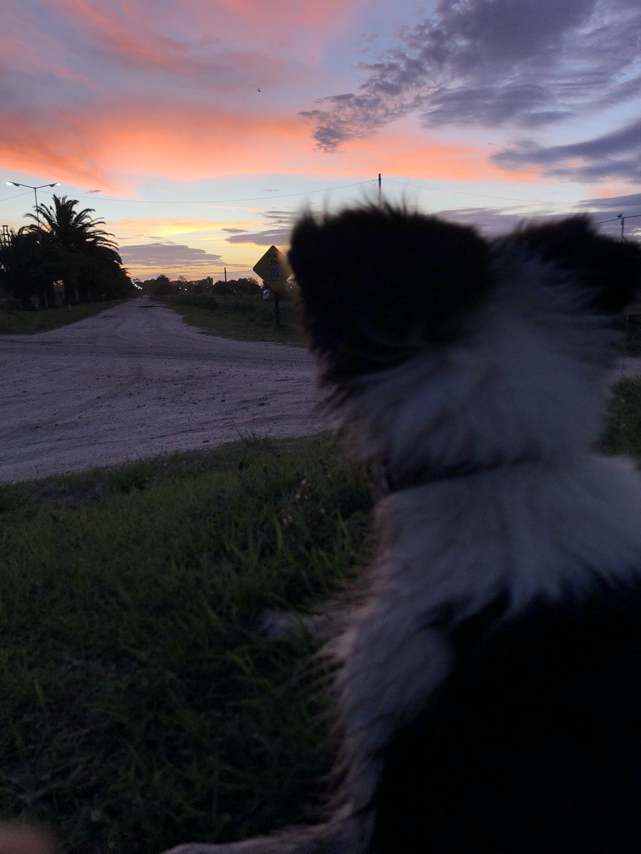 Louubalanza's tweet photo. Con estas fotos post caminata y embarrada vengo a presumir a mi perrhija 💜Lila 💜y el atardecer de fondo 🐶🌅😍 https://t.co/93rAyT6ewm
