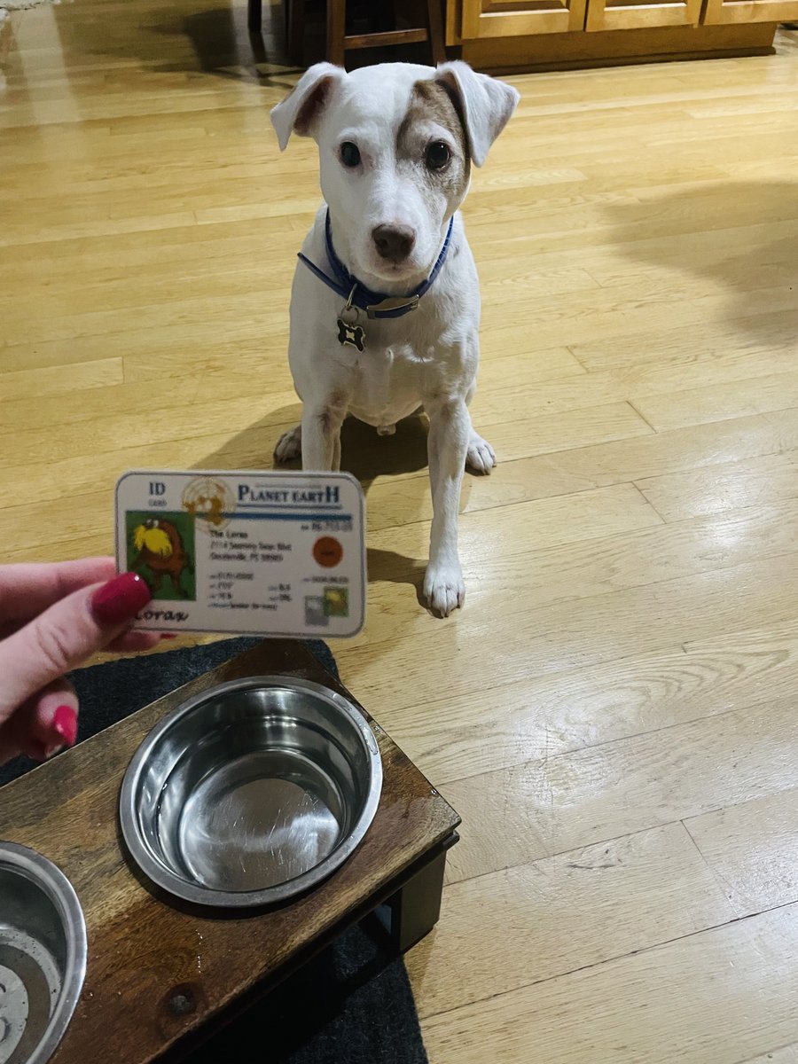 Finn is enjoying his clean drinking water due to the Federal Safe Drinking Water Act. Contaminant levels are set for dangerous substances and pathogens. #apeswater <a href="/franklinlorax/">APES Project Lorax</a>