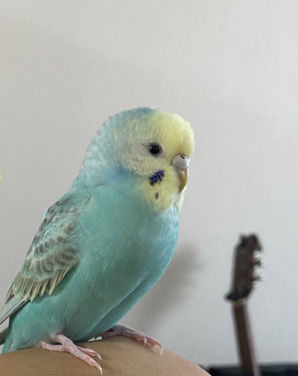 maigoinko1's tweet photo. 9/12に #札幌市中央区 で迷子になった青い #セキセイインコ [える]を探しています。
引き続き #情報提供 にご協力お願いいたします🙇‍♀️
#保護 して下さっている方、場所が遠かったり見た目が写真と違ったとしても、ぜひ一度ご連絡ください🙇‍♀️
保護されてる方に情報が届きますように。
#迷い鳥
#インコ迷子 https://t.co/9q6reeqo0m