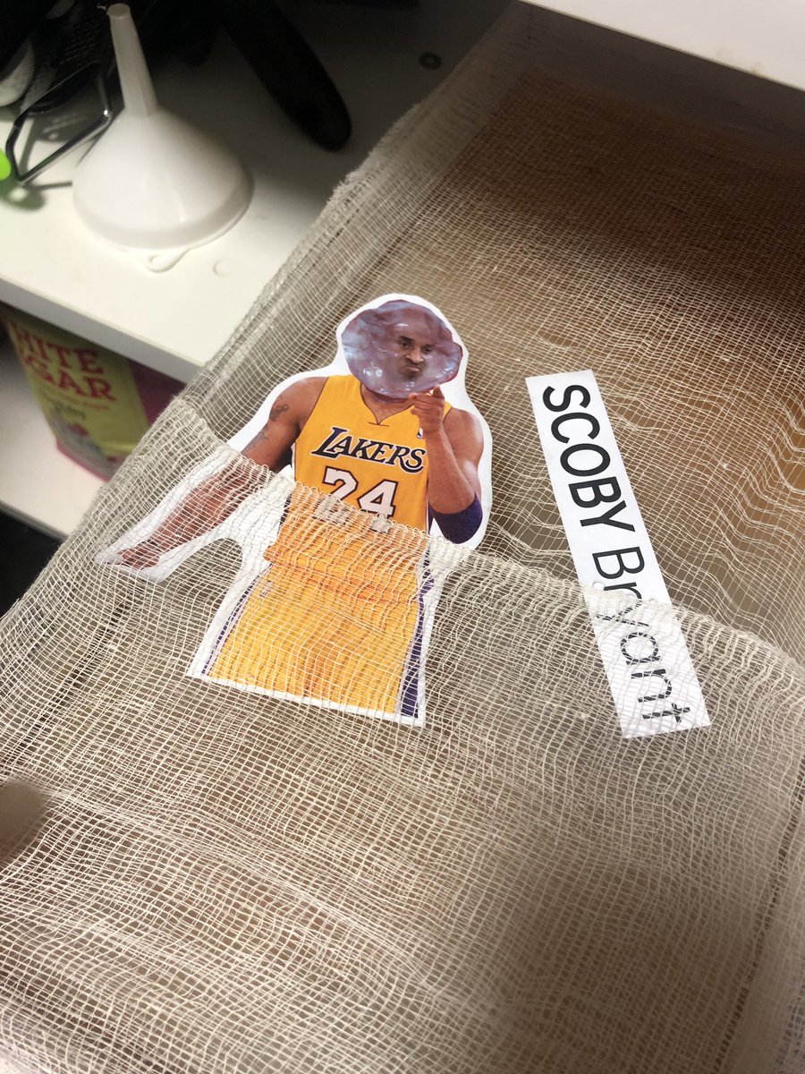 My students naming the SCOBY they were growing to make kombucha leather gives me hope for the future of the human race.