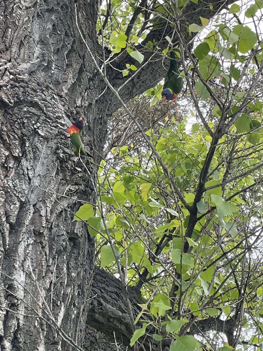 robdashworth's tweet photo. Did someone request more lorikeet cuteness? #Birdsofmelbourne https://t.co/qIuML9Abpz