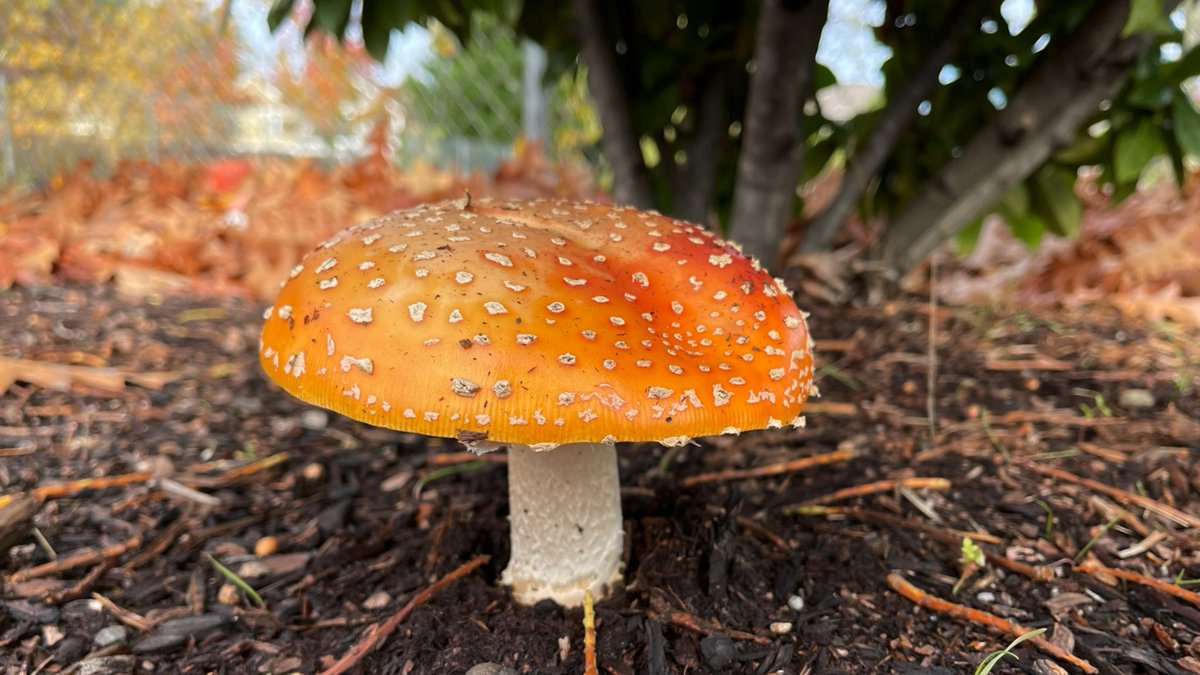 seth vincent tweet media