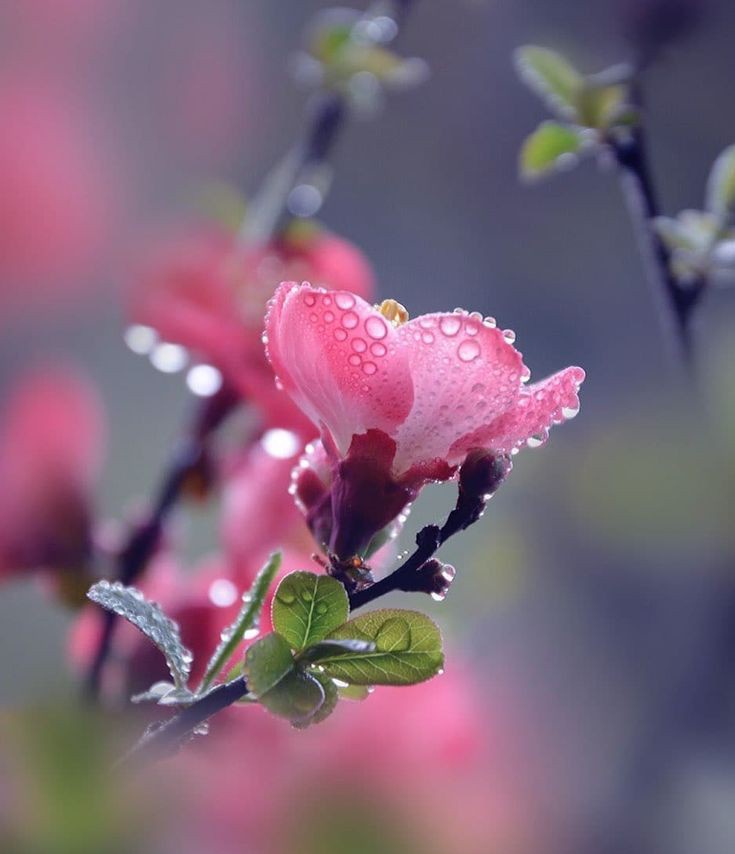 MARY_ESMAEELI's tweet photo. ✍
Good morning friends.
#nature #Flowers #NaturePhotography https://t.co/A954CN03Kw