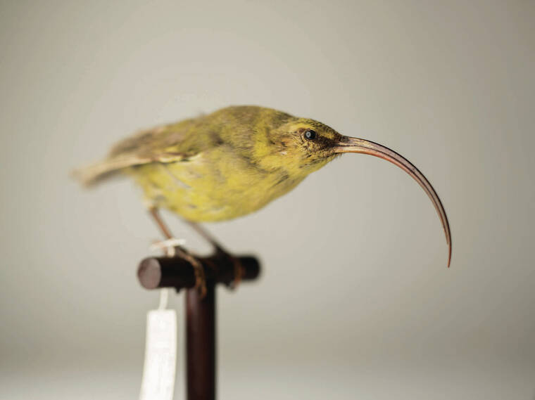 SiennaStream's tweet photo. @CenterForBioDiv uses the legal system to protect and secure habitat for #endangered and #threatened species. Maxx Phillips states that the process is challenging but with our local involvement and advocation for funding we can tip the scale for survival. https://t.co/h4CvPtEnEA https://t.co/QqW2JD1PMx