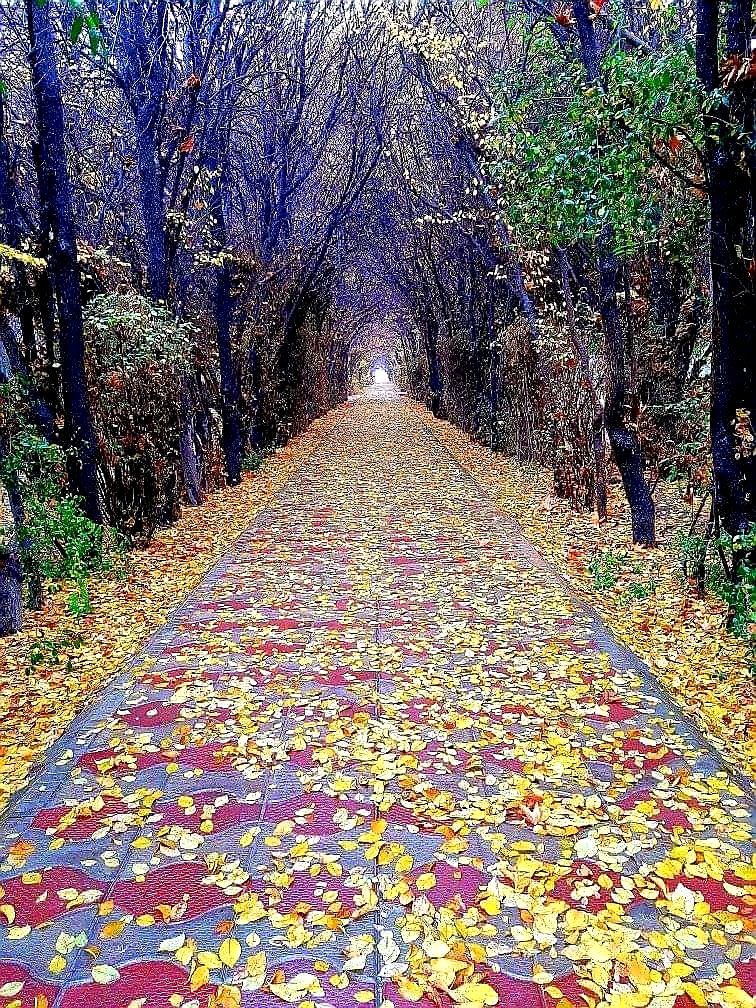 AhmadQasani's tweet photo. خزان - دانشگاه کابل https://t.co/DiXFZylrCE