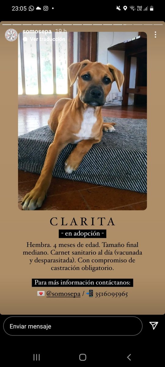 Fdv86c's tweet photo. Amigos NADIE pregunto por ellos aun... ayudemos a @epacba rt estas fotos.  @VivireNuevaCba @VivirEnNuevaCba https://t.co/qdhK9ytf7y