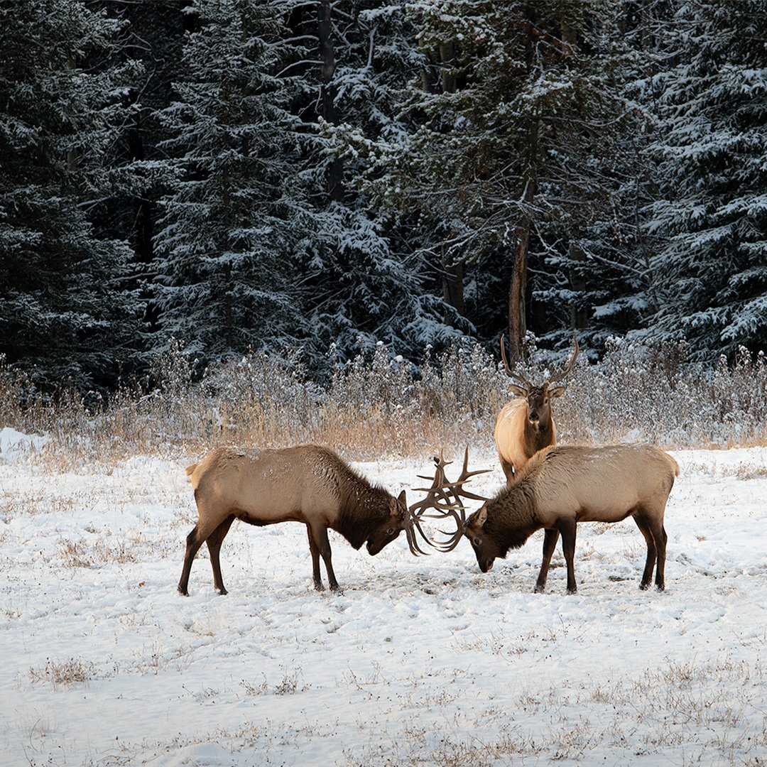Hheych's tweet photo. Loved hanging with these dudes for a bit. 

It was quiet and calm out, all you could hear was the knocking of their antlers and a few bugle calls.

#elk #kananaskis #banff #alberta #wildlife #WildlifeWednesday https://t.co/975GYng4W2