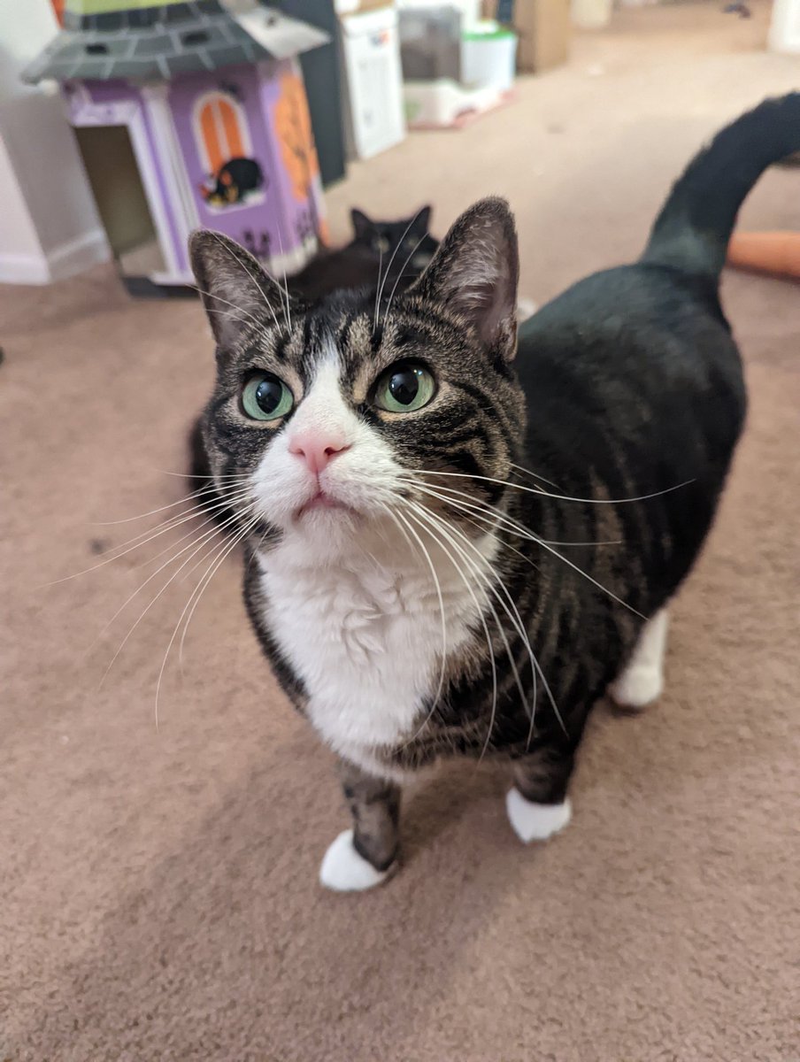 scampneoroxy's tweet photo. I hear people at the #SUYS event wanted more cats - Lila was being SO DETERMINED to appear but i didn't leave space for bee to do so so had to keep blocking her lmao 
Here ya go 
Bonus muffin who slept through the whole thing. https://t.co/GH0kxzOvbe