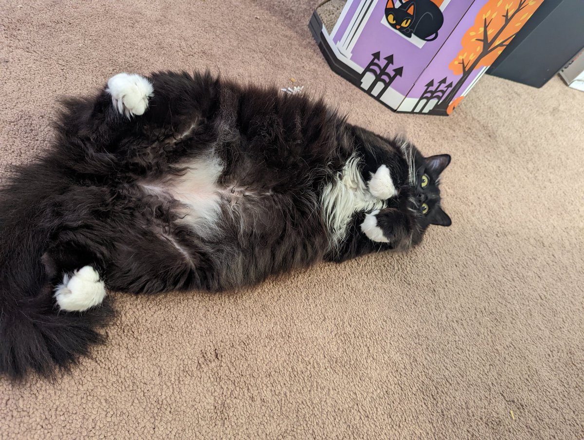 scampneoroxy's tweet photo. I hear people at the #SUYS event wanted more cats - Lila was being SO DETERMINED to appear but i didn't leave space for bee to do so so had to keep blocking her lmao 
Here ya go 
Bonus muffin who slept through the whole thing. https://t.co/GH0kxzOvbe