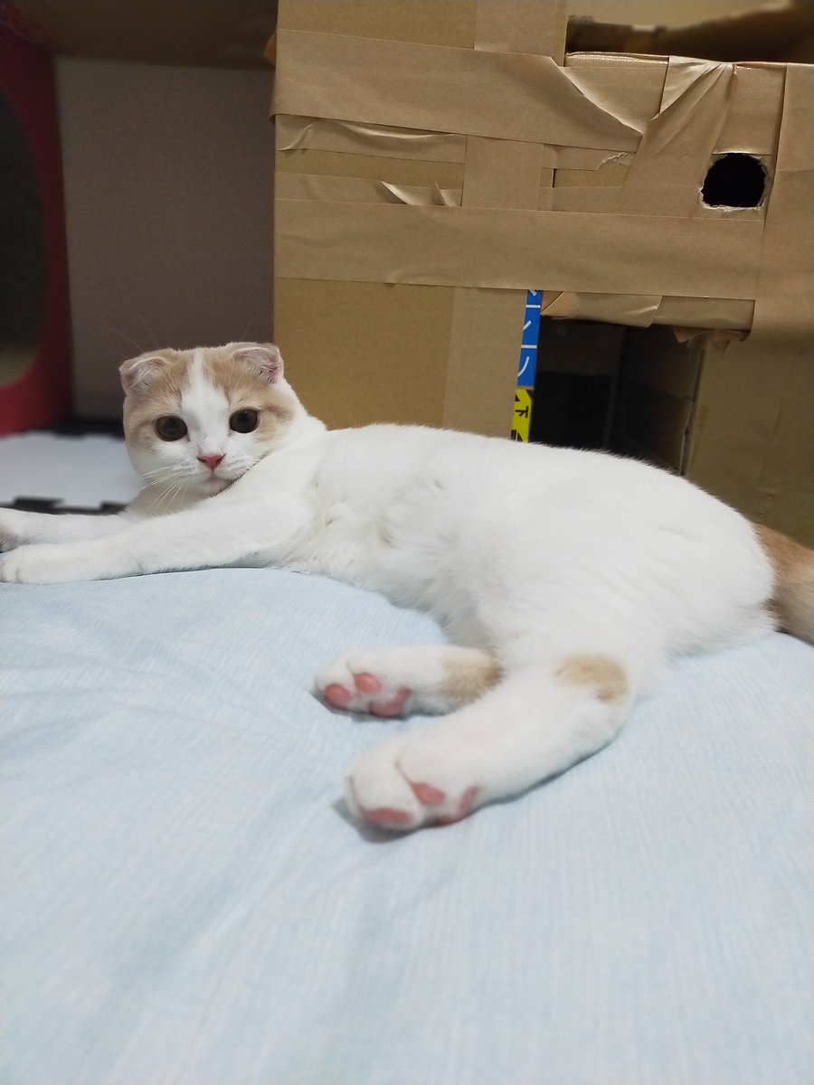 まだうとうとしてる🐈

#猫　#ねこ　#スコティッシュフォールド　#猫好きさんと繋がりたい　#猫の居る暮らし　#cat #catlovers #CatsOfTwitter #tsumugi4month