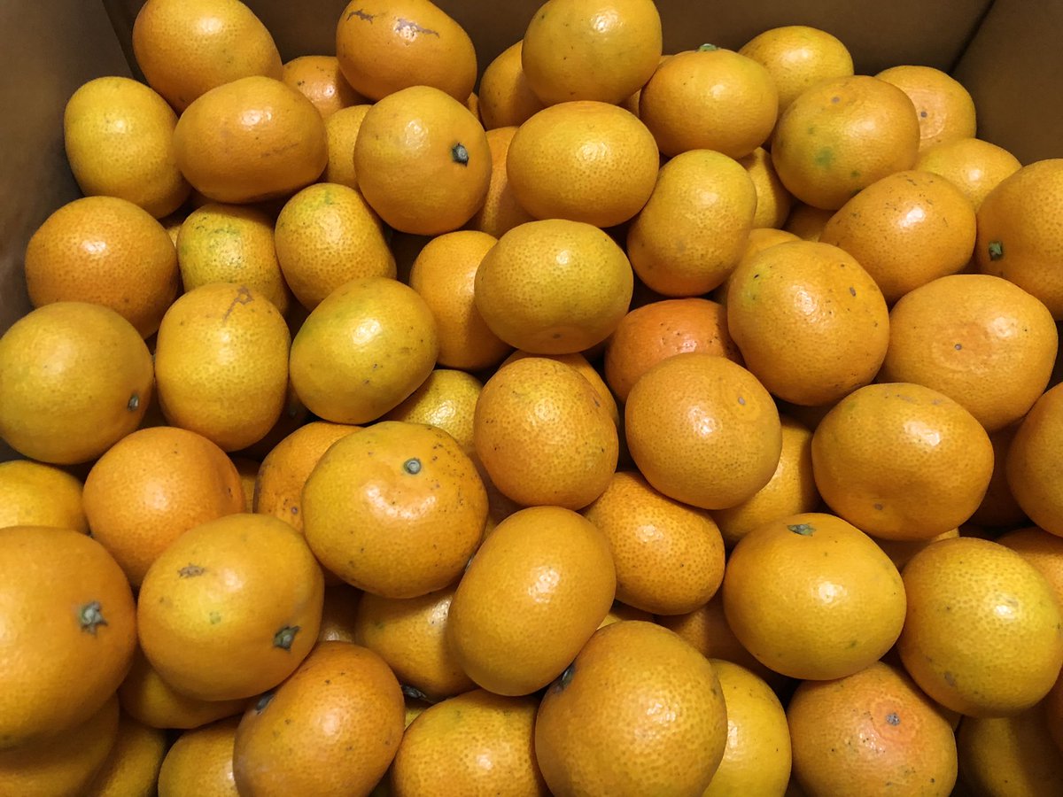 minamidejin's tweet photo. 今年も愛媛のみかんがきました🍊
見たらわかる美味い👍

いっせい食べるか？
持っていくぞ😊
@issei_boxing https://t.co/ryPF4Wznao