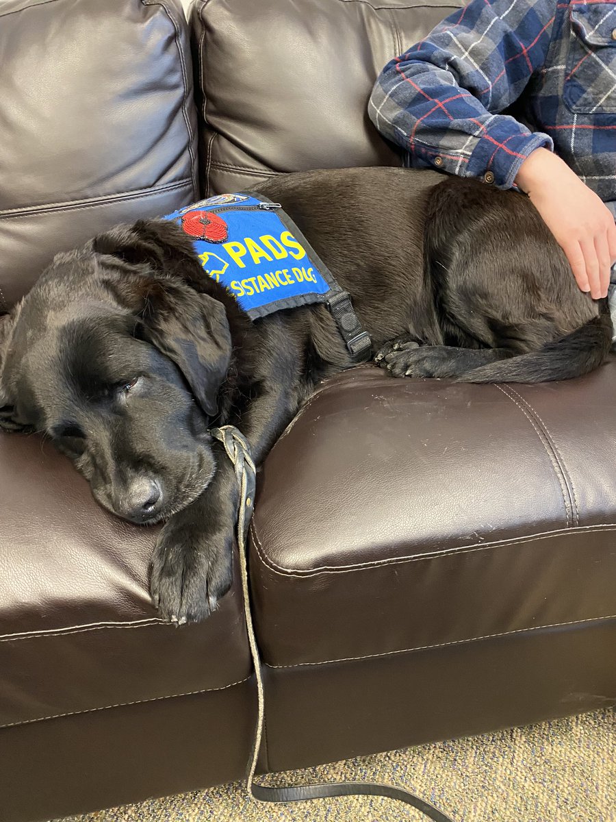 PADSk9Merlot's tweet photo. “Bravery is not the absence of fear. Bravery is feeling the fear,the doubt,the insecurity,& deciding that something else is more important. “ ~Marl Manson💙🐾 #pawsofstrength #facilitydog #courthousedog #court #workingdog #dogsoftwitter #yqr https://t.co/fbebht2KkP