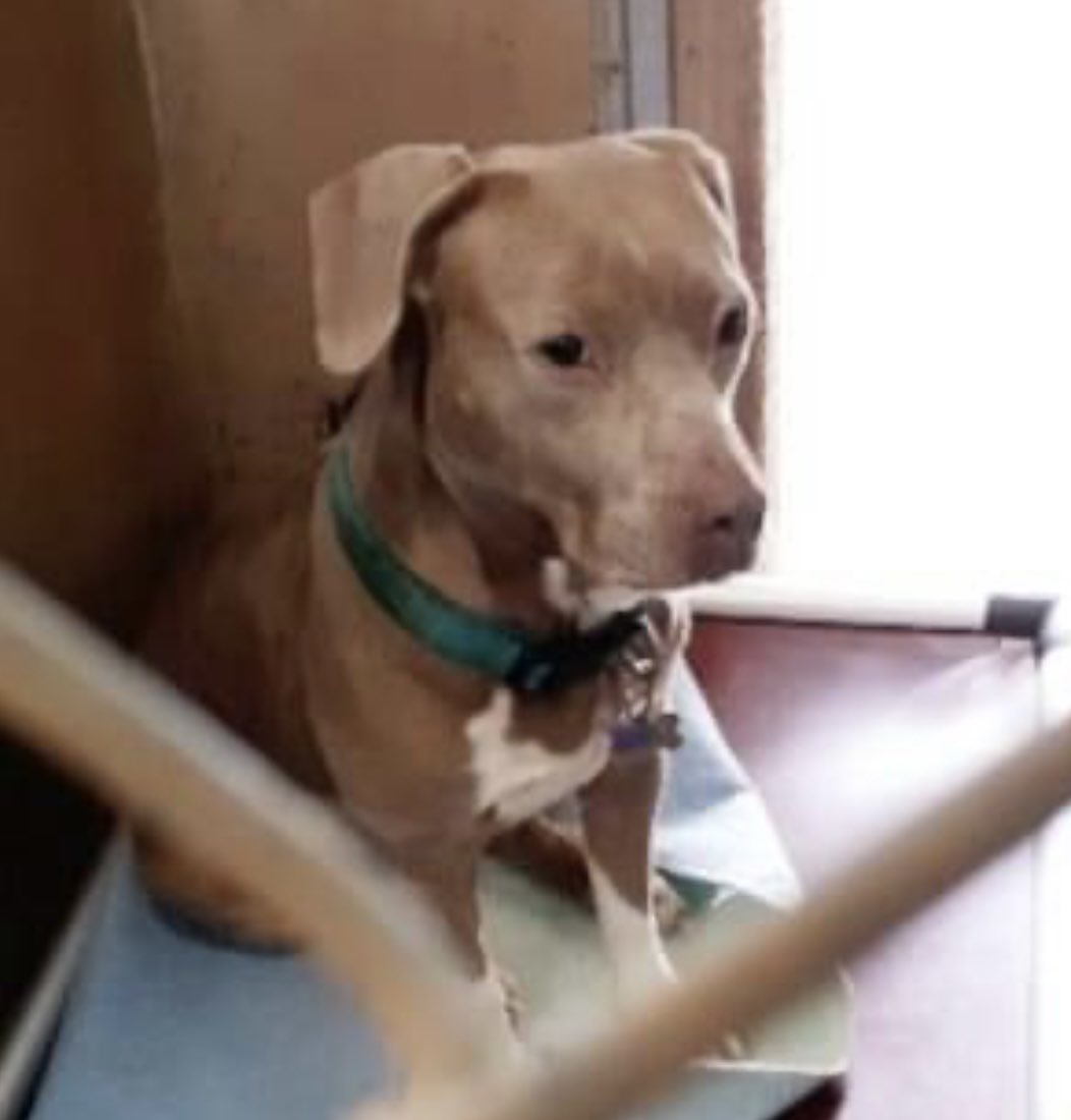 reddogsusie's tweet photo. #TX #ABILENE
🆘🆘7 MONTHS OLD-DEAF Juno was adopted &amp; returned to shelter💔this sweet girl needs an extra patient home as she is deaf! What a sad sight she is waiting for help once again! Pls #ADOPT #PLEDGE #RESCUE #FOSTER BEFORE ITS TOO LATE! #A48753579 
https://t.co/yADAzTRQak https://t.co/z4e7NUrjPP