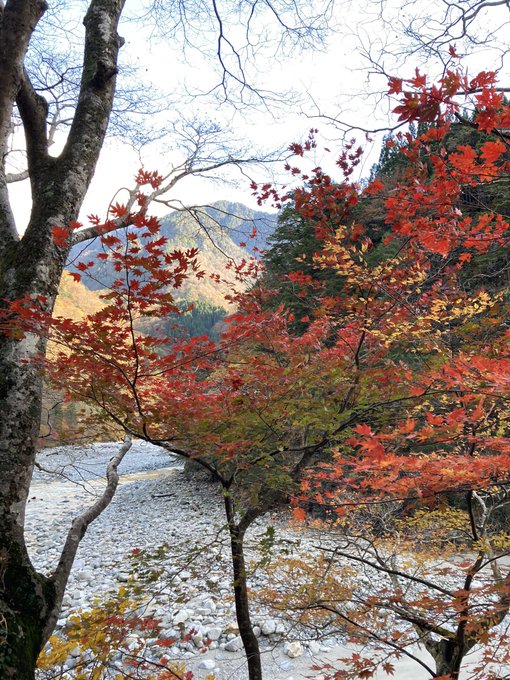 22年黒部峡谷トロッコ電車 紅葉 見頃 おすすめ紅葉スポット 旅兵衛ブログ