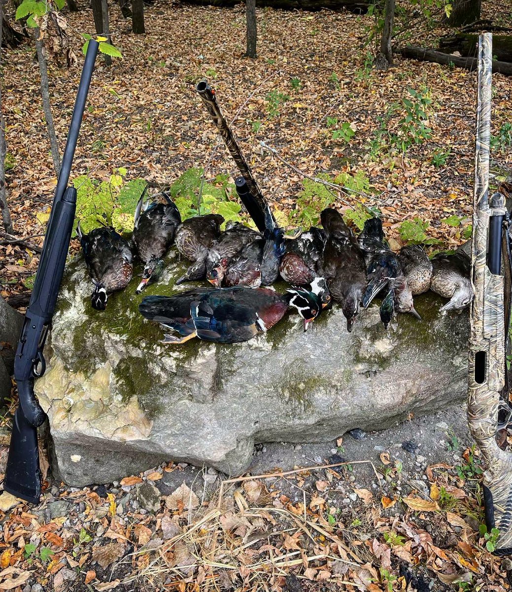 MinOutdoors's tweet photo. Has been a hell of a duck season so far this year here in Southeast Minnesota!
#ducks #waterfowl #Minnesota #outdoors #photography https://t.co/UXzUKYYPSS