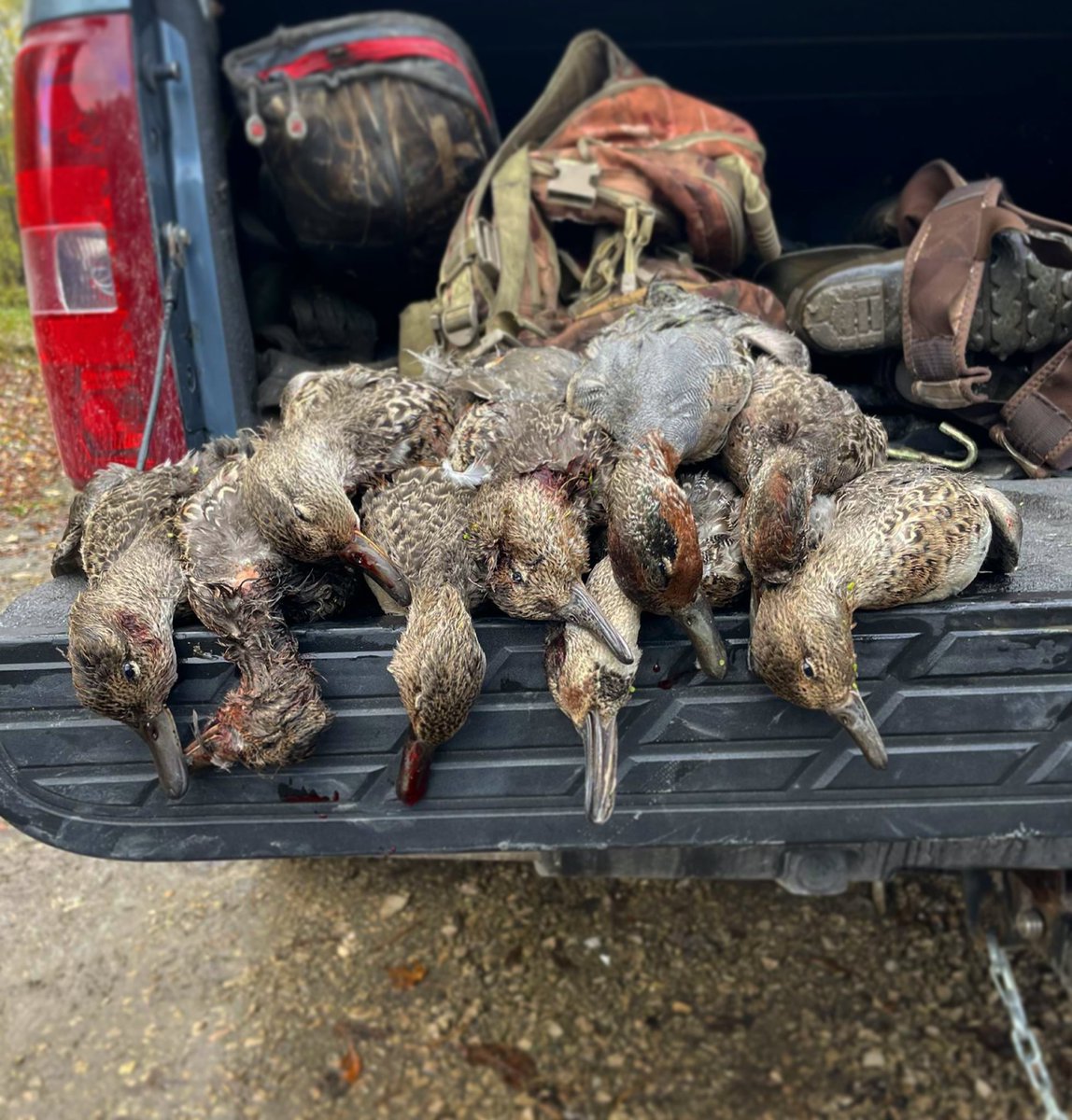 MinOutdoors's tweet photo. Has been a hell of a duck season so far this year here in Southeast Minnesota!
#ducks #waterfowl #Minnesota #outdoors #photography https://t.co/UXzUKYYPSS