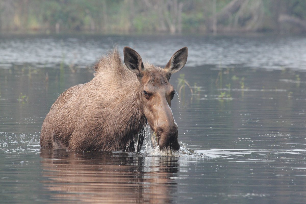WN_Society's tweet photo. Moose are excellent swimmers and can hold their breath underwater for a full minute. Their large nostrils act as valves to keep water out as they dive up to six metres deep for vegetation.
#Wildlife #Nature #Moose #WildNeighbours
📸 credit: Jay Cathcart https://t.co/iYNWZIxa3s