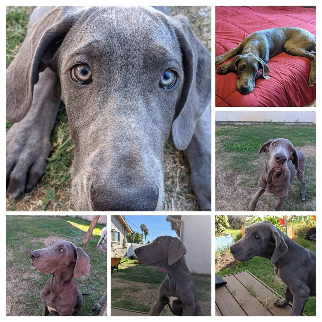 JLynnBaker2's tweet photo. Recently my sister's Great Dane passed over the rainbow bridge. Today she and her husband welcomed Eloise to the family. Look at those puppy eyes! https://t.co/YTdLySdo6Y