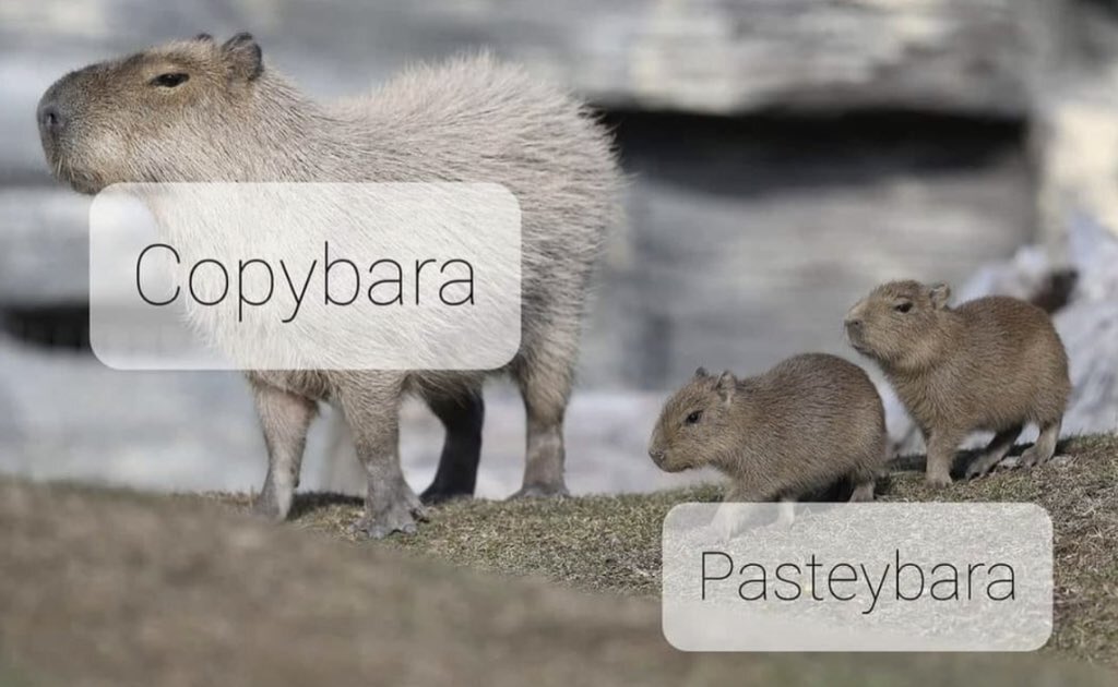 CAPYBARA MAN tweet media