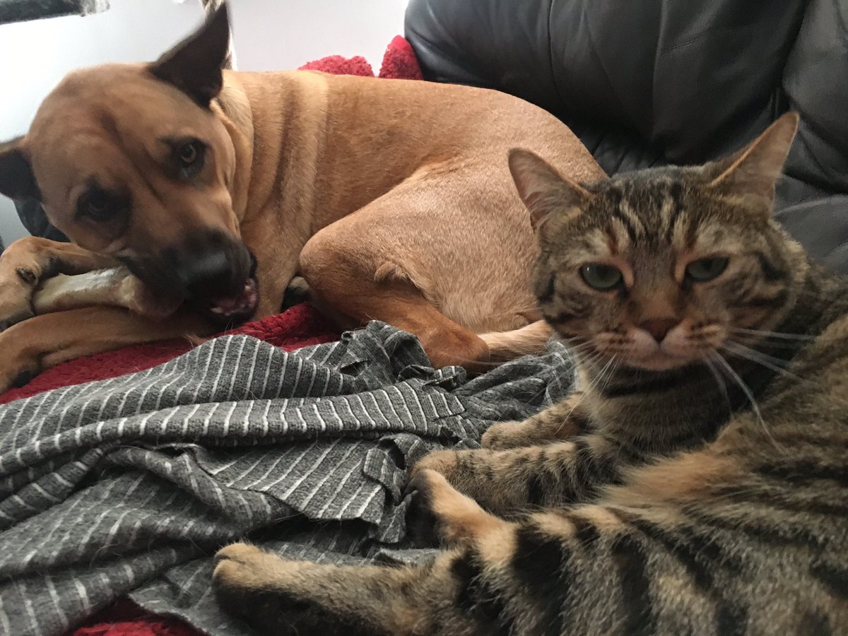 AndMoggy's tweet photo. We cuddlin’ https://t.co/Tmnv1ThGku