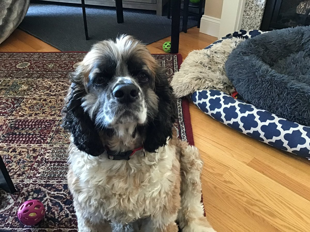 karenbasu's tweet photo. @SMASEY I had a cocker spaniel not sure what I got back…maybe a potato? https://t.co/YfIEts6gXY