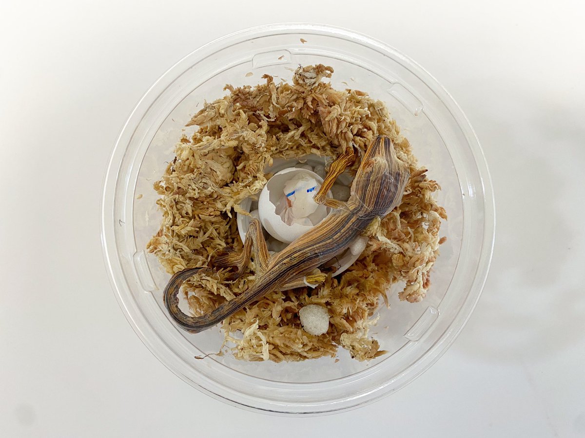 H i NA@EuLUCA tweet media