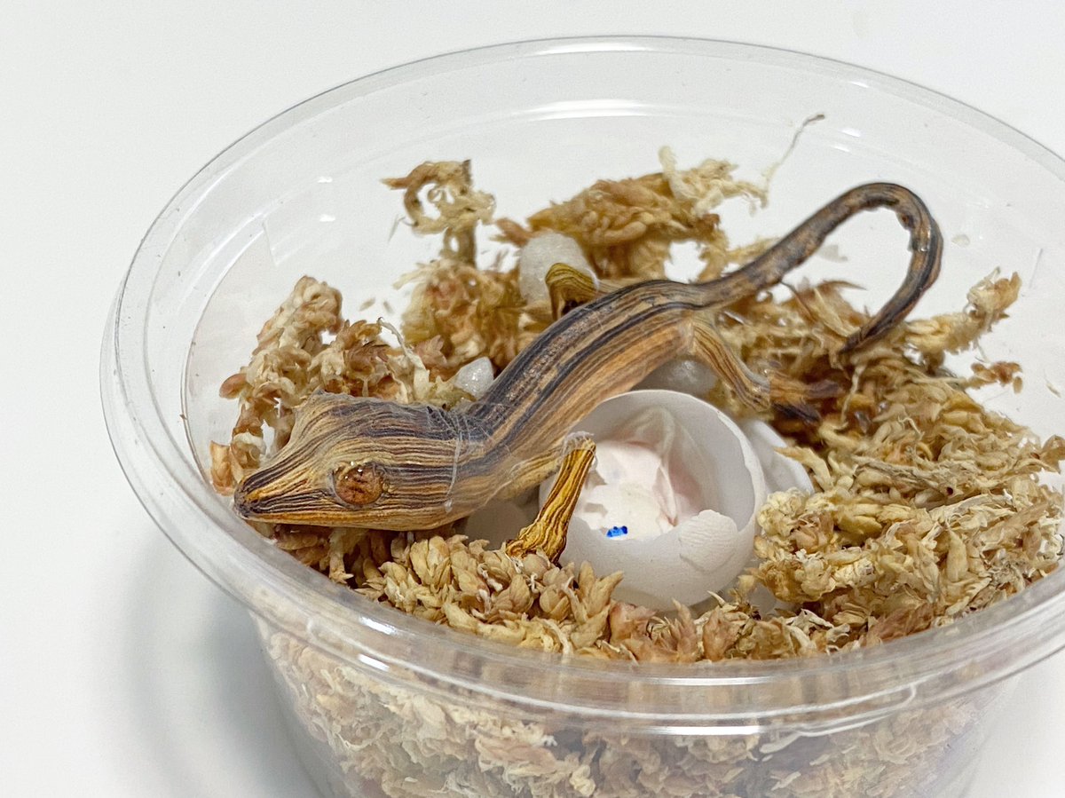 H i NA@EuLUCA tweet media