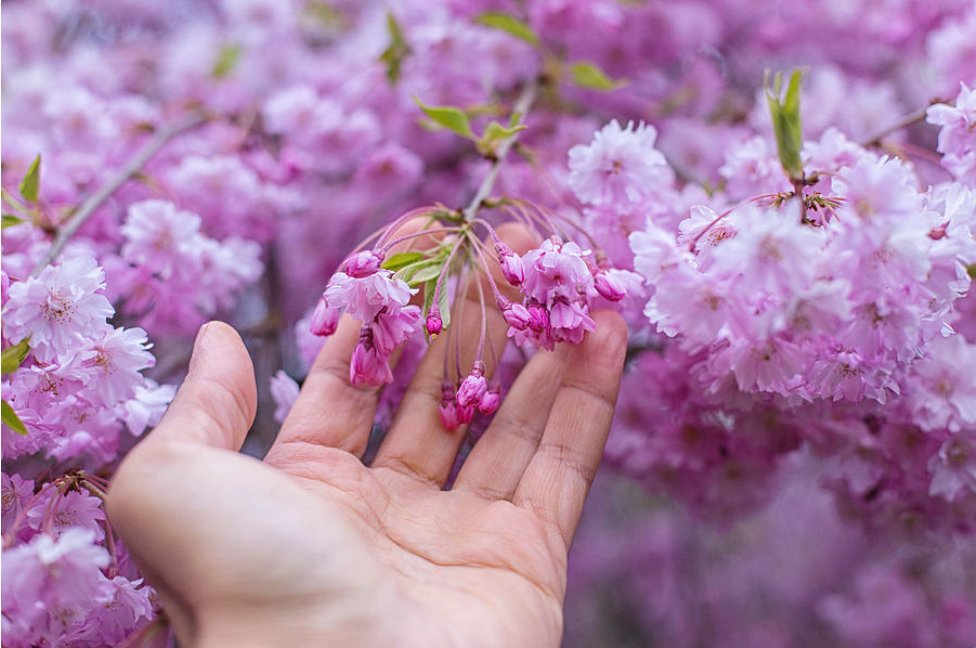 KunalMehraPhoto's tweet photo. All hundred thousand homes
in Kyoto empty,
cherry blossom time - #MatsuoBasho

#CherryBlossoms blooming in #Portland #BashoHaikus #CherryBlossomHaikus #SpringHaikus #SpringFlowers
 
https://t.co/lsGGHd1tNc https://t.co/c7rIrB9bbK